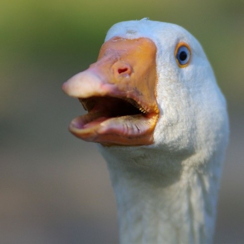 Kozano's profile picture